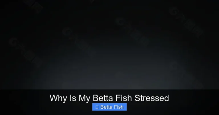 Why Is My Betta Fish Stressed