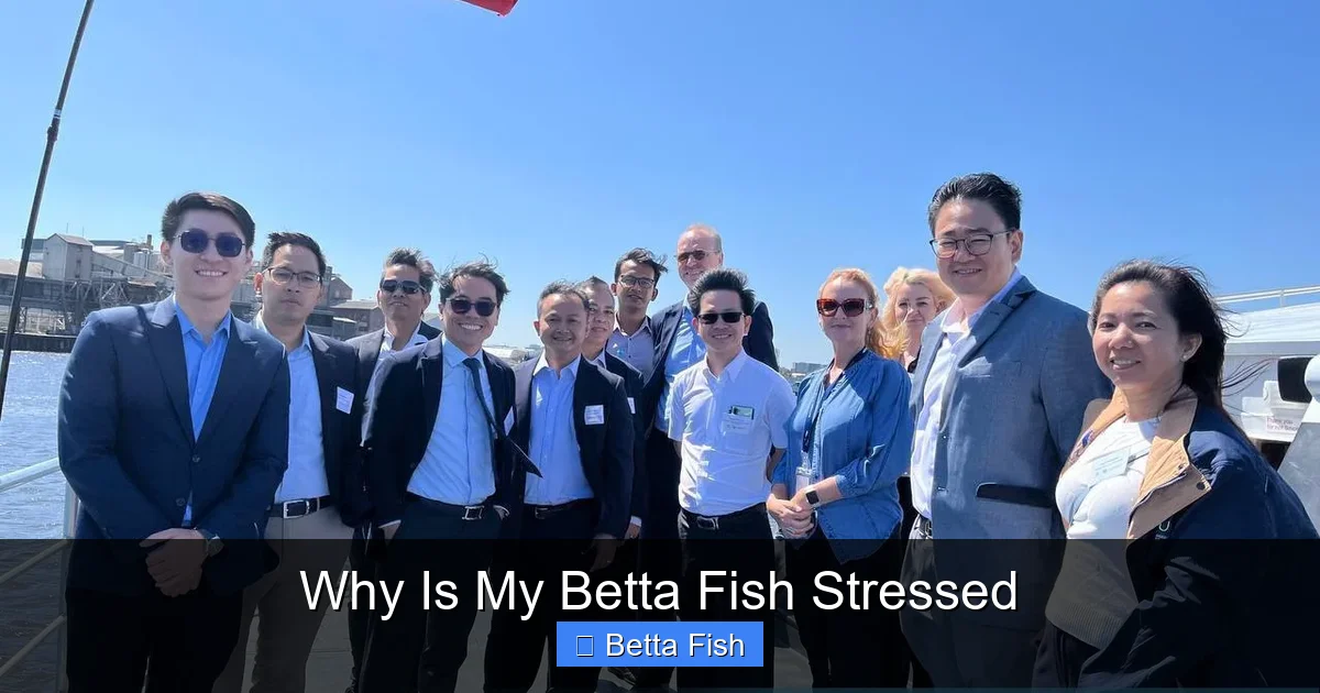 Why Is My Betta Fish Stressed