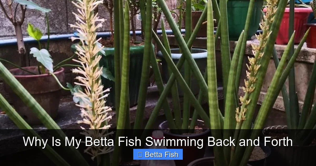 Why Is My Betta Fish Swimming Back and Forth