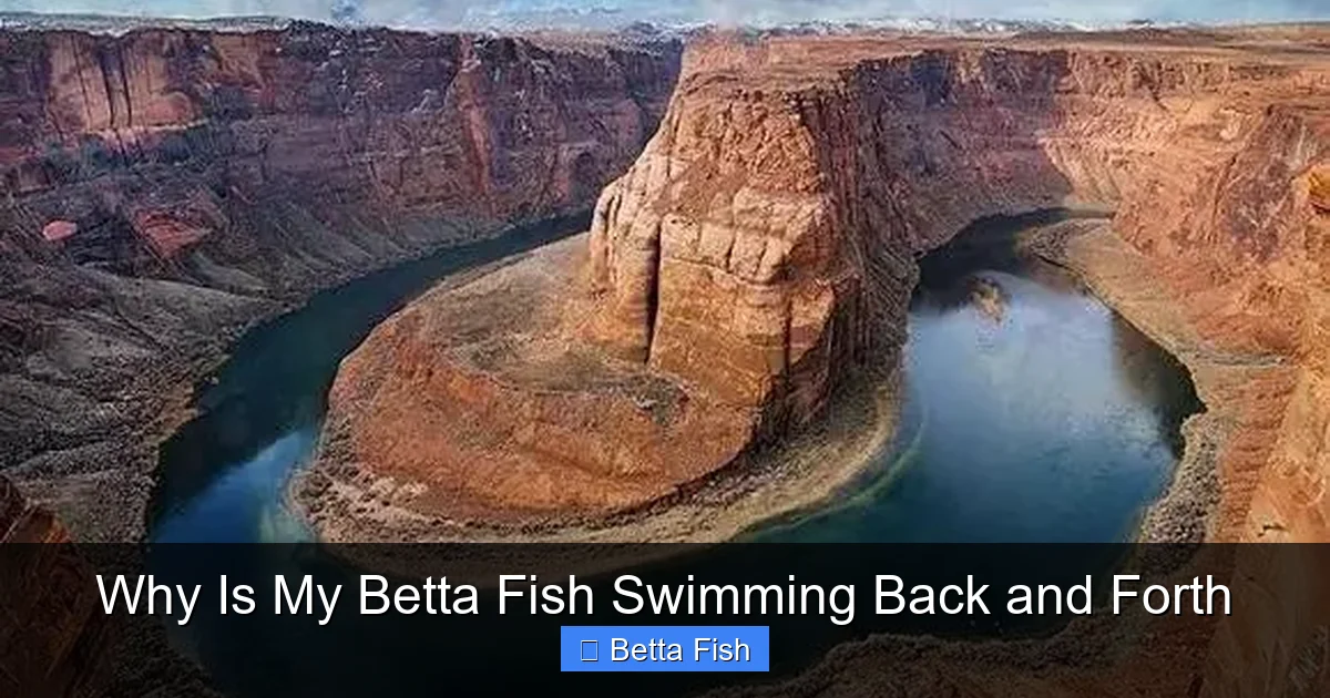 Why Is My Betta Fish Swimming Back and Forth
