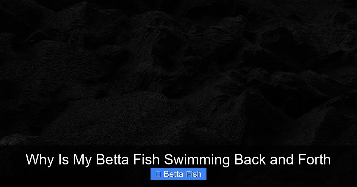 Why Is My Betta Fish Swimming Back and Forth