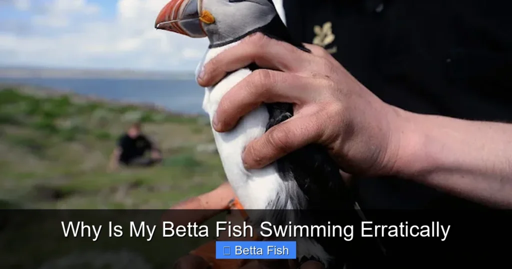 Why Is My Betta Fish Swimming Erratically