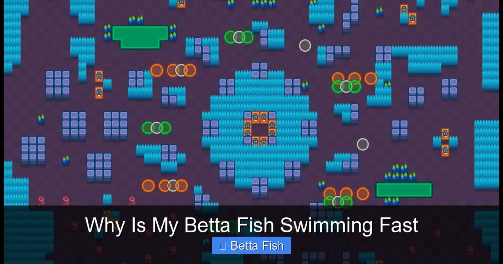 Why Is My Betta Fish Swimming Fast