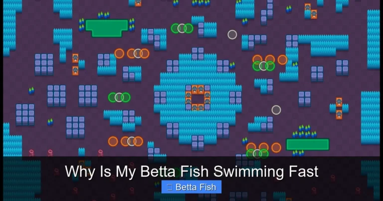 Why Is My Betta Fish Swimming Fast