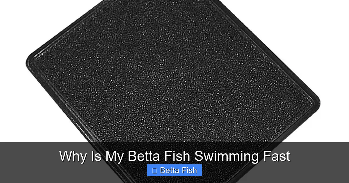 Why Is My Betta Fish Swimming Fast