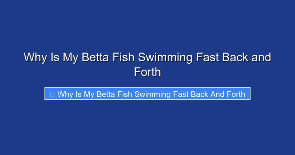 Why Is My Betta Fish Swimming Fast Back and Forth