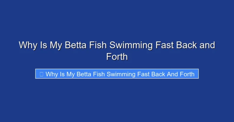 Why Is My Betta Fish Swimming Fast Back and Forth