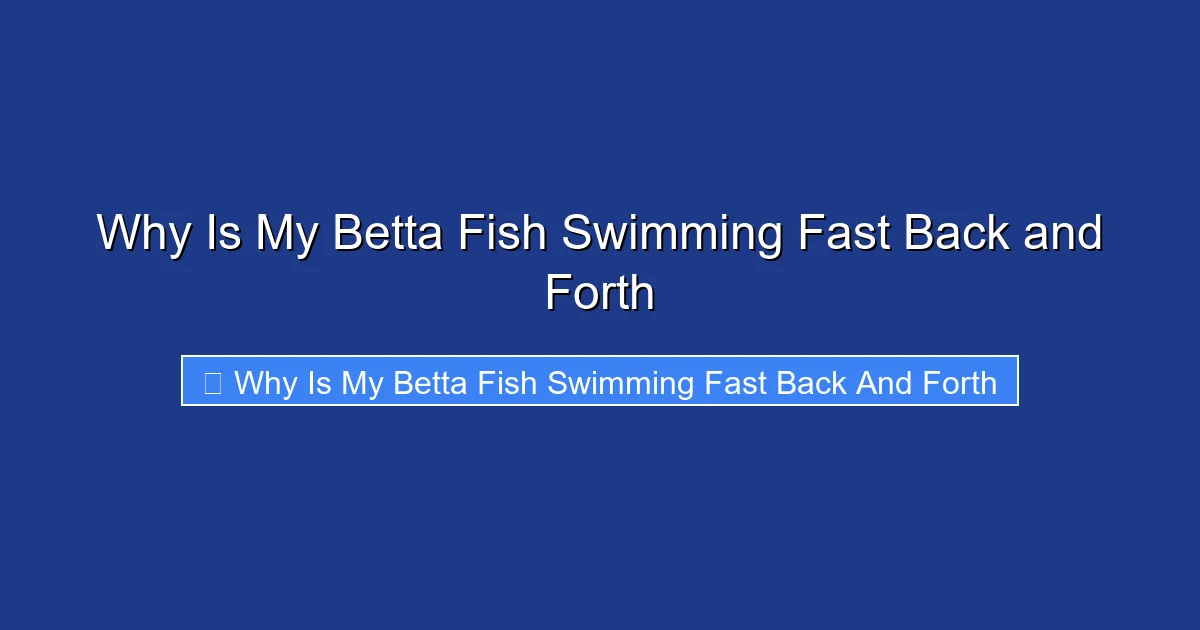 Why Is My Betta Fish Swimming Fast Back and Forth