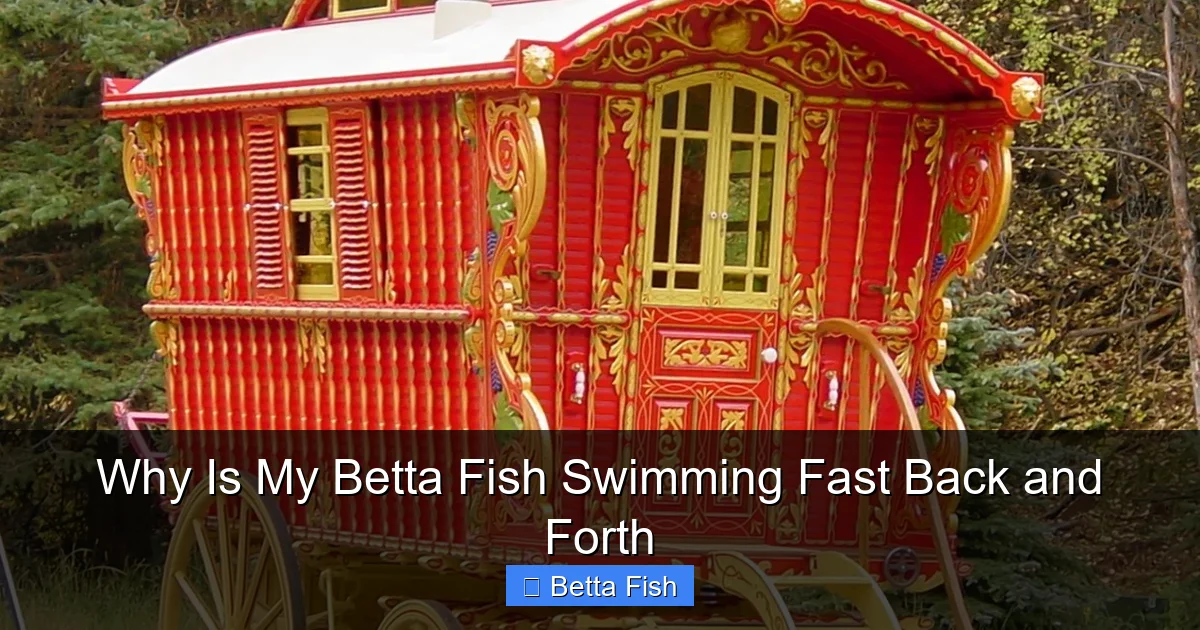 Why Is My Betta Fish Swimming Fast Back and Forth