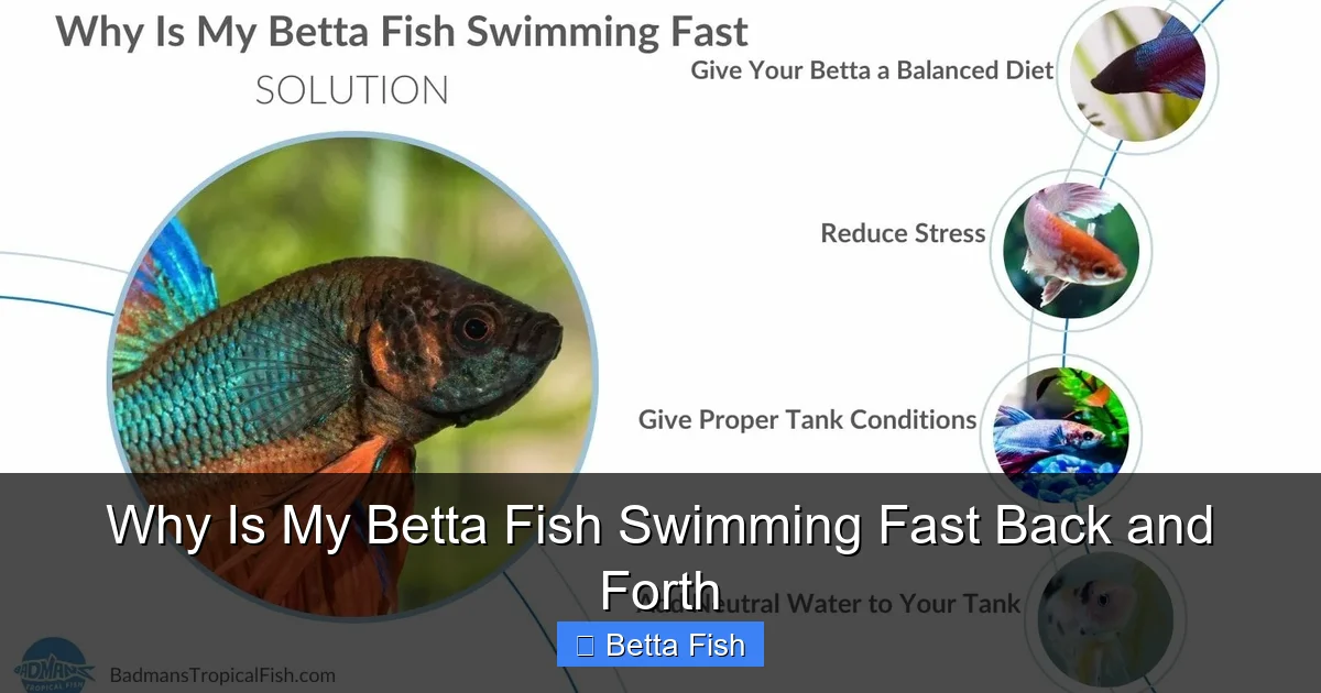 Why Is My Betta Fish Swimming Fast Back and Forth