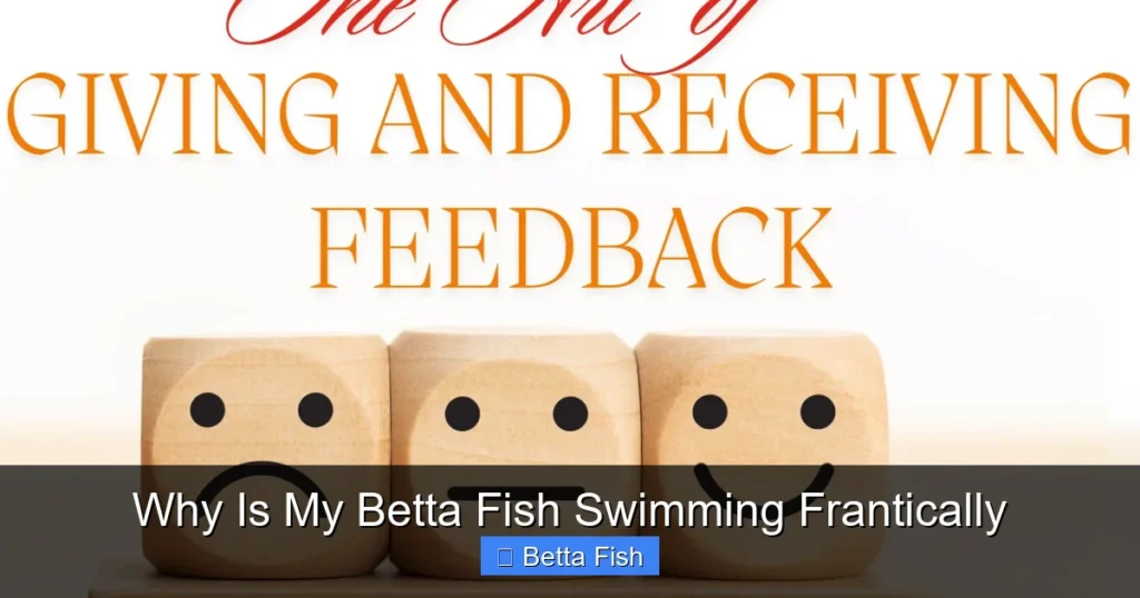 Why Is My Betta Fish Swimming Frantically