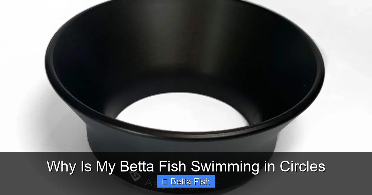 Why Is My Betta Fish Swimming in Circles