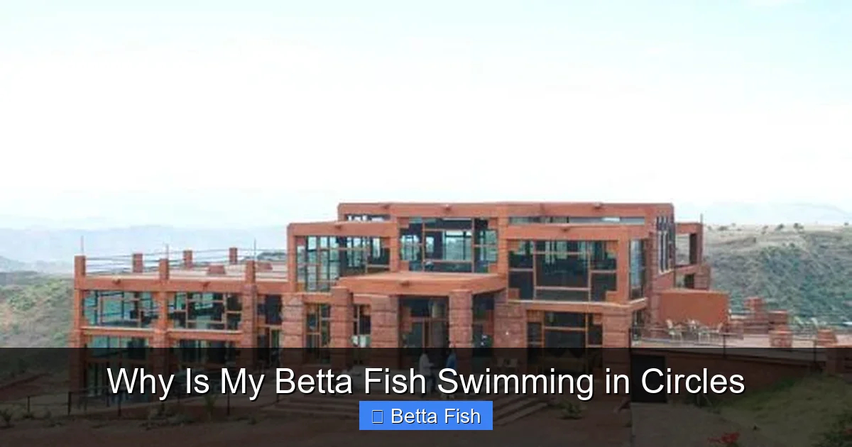 Why Is My Betta Fish Swimming in Circles
