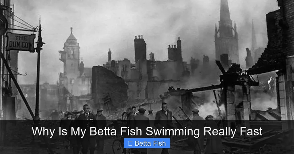 Why Is My Betta Fish Swimming Really Fast