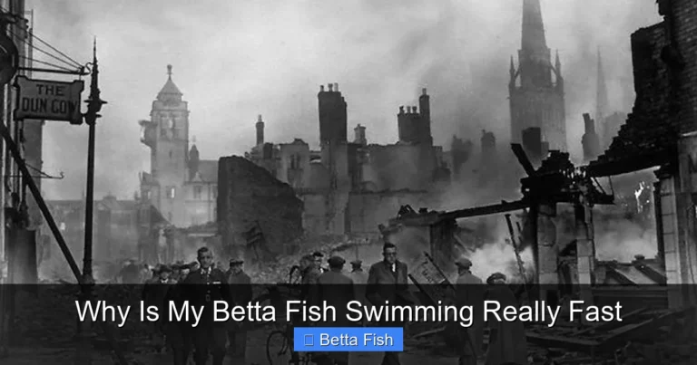 Why Is My Betta Fish Swimming Really Fast