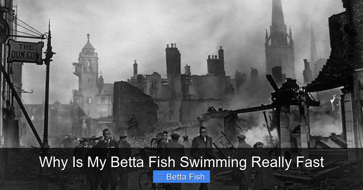 Why Is My Betta Fish Swimming Really Fast