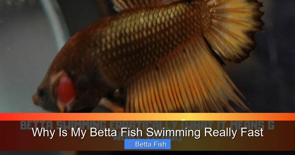 Why Is My Betta Fish Swimming Really Fast