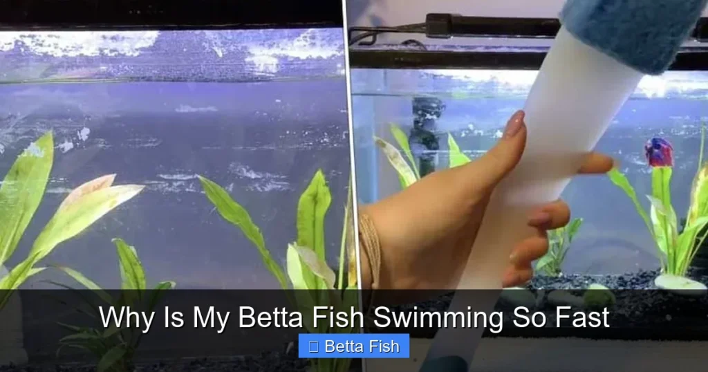 Why Is My Betta Fish Swimming So Fast