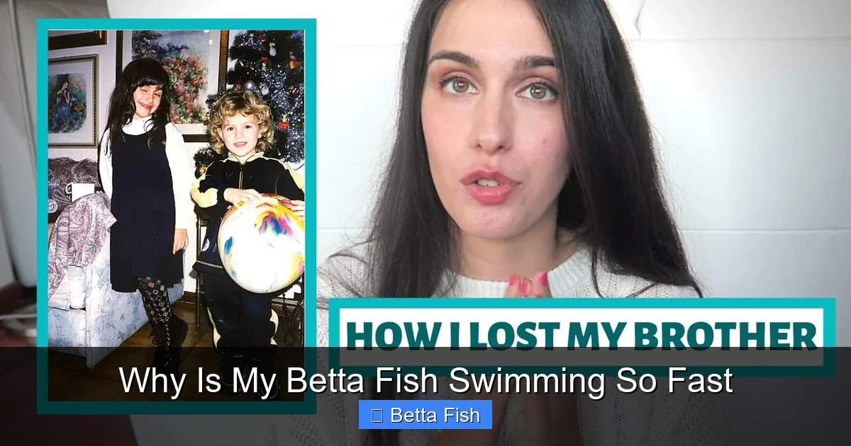 Why Is My Betta Fish Swimming So Fast