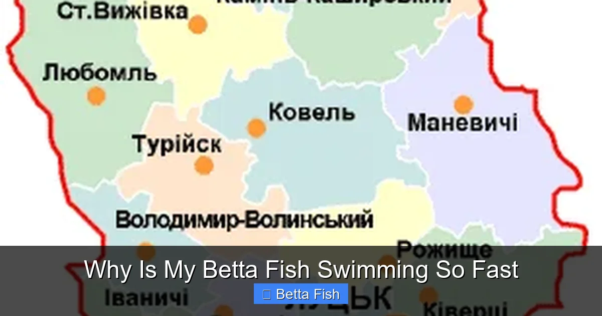 Why Is My Betta Fish Swimming So Fast