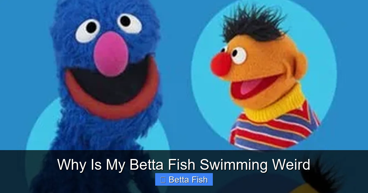 Why Is My Betta Fish Swimming Weird