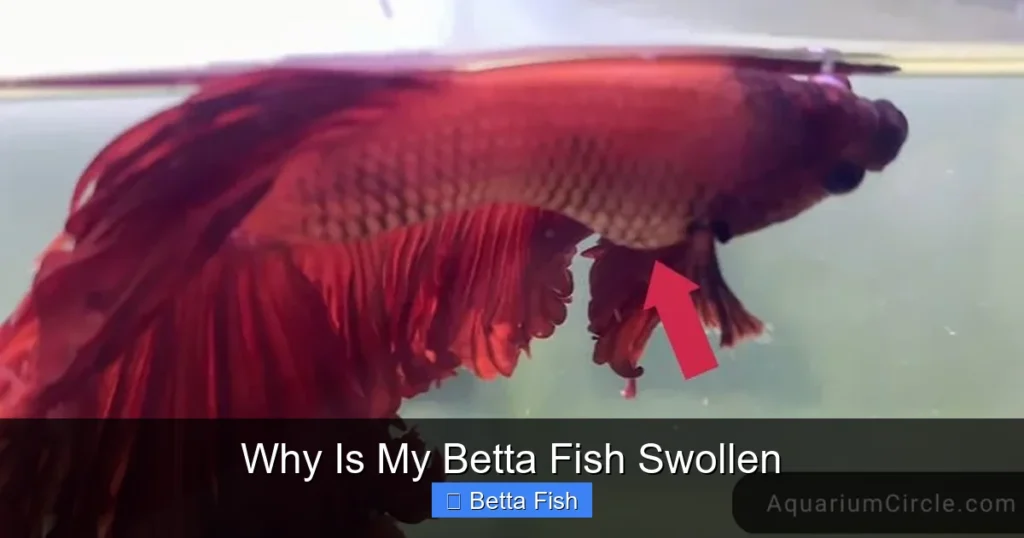 Why Is My Betta Fish Swollen