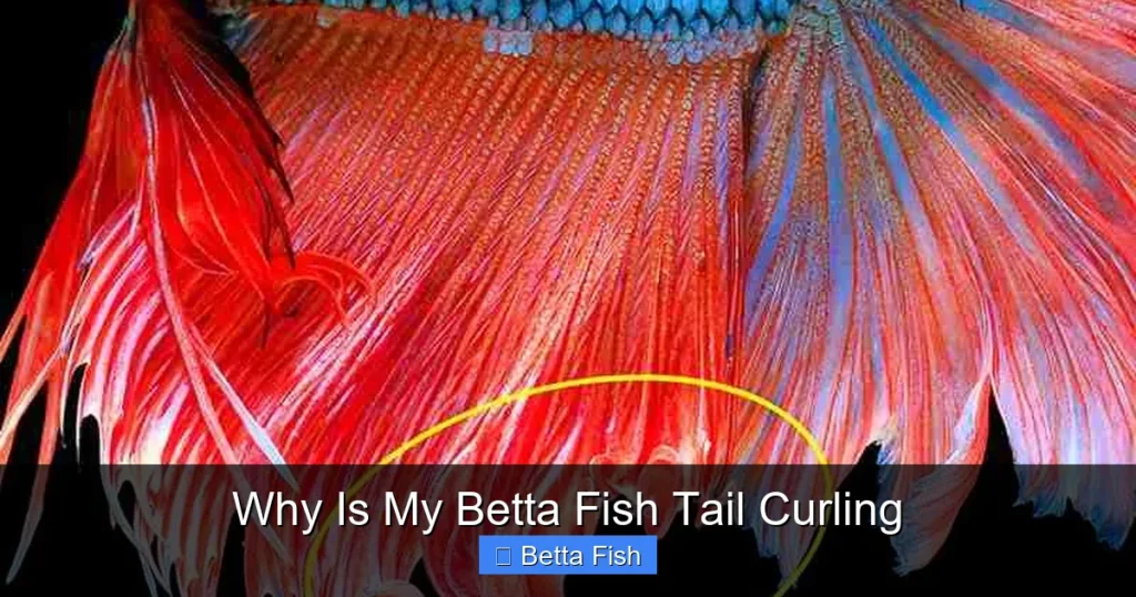 Why Is My Betta Fish Tail Curling