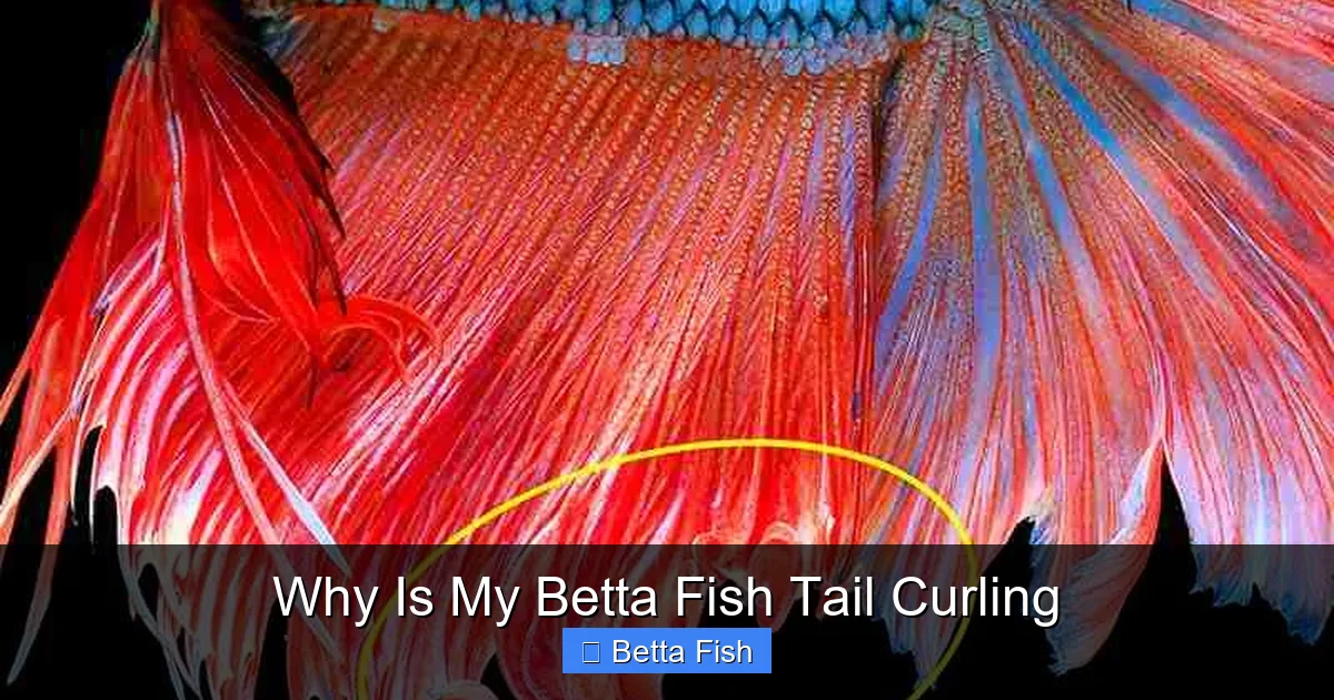 Why Is My Betta Fish Tail Curling