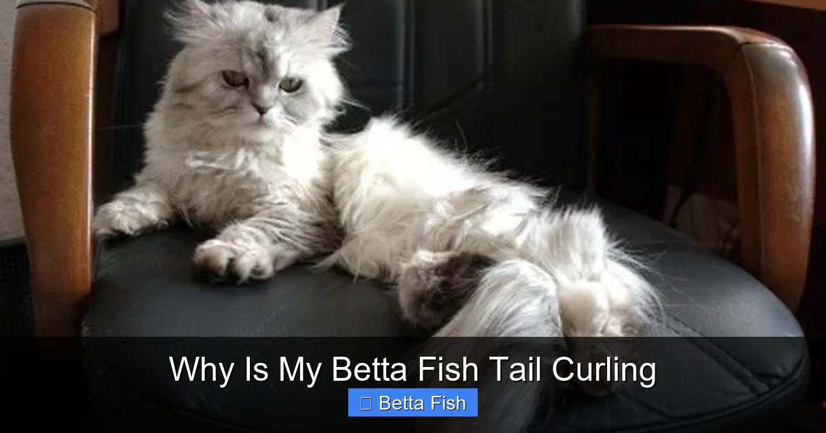 Why Is My Betta Fish Tail Curling