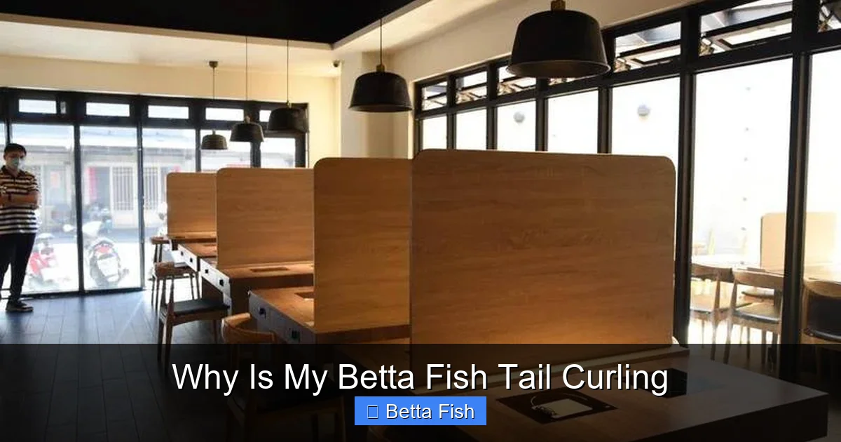 Why Is My Betta Fish Tail Curling