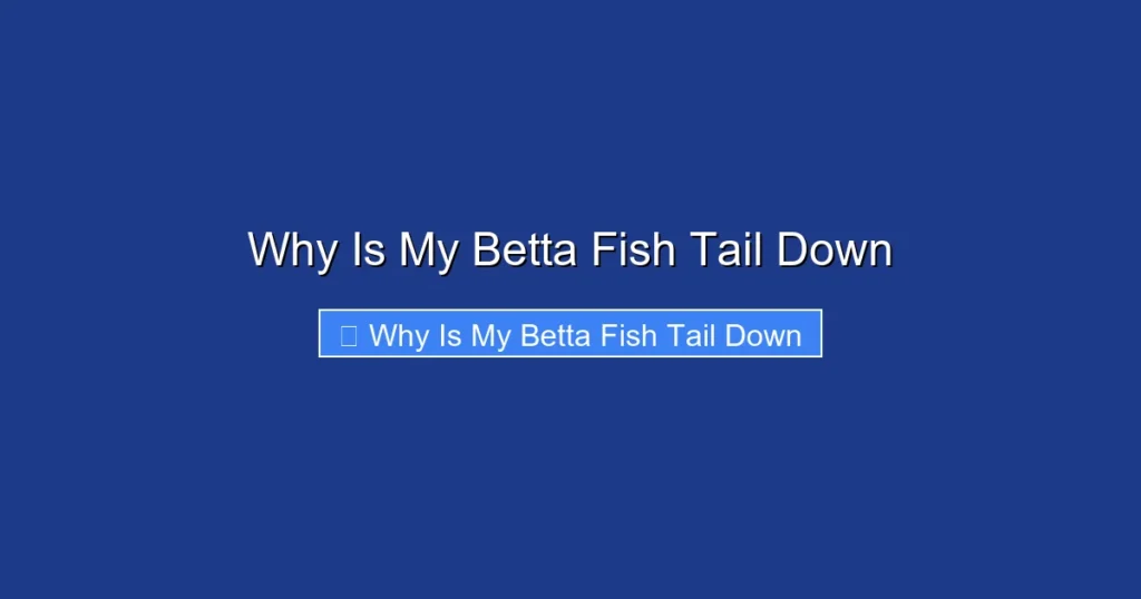 Why Is My Betta Fish Tail Down