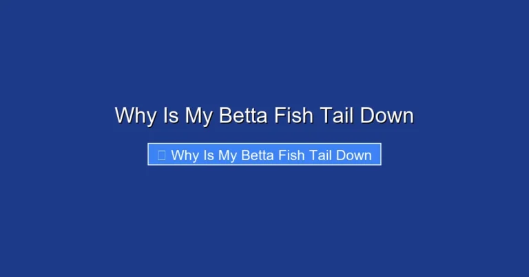 Why Is My Betta Fish Tail Down