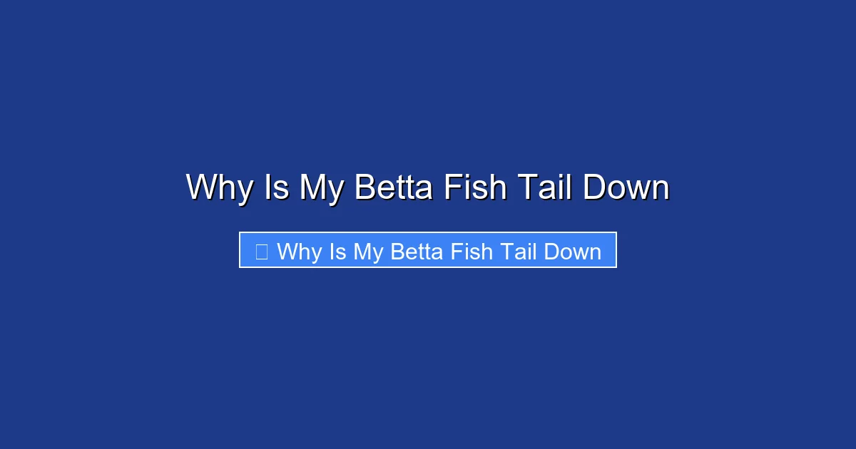 Why Is My Betta Fish Tail Down