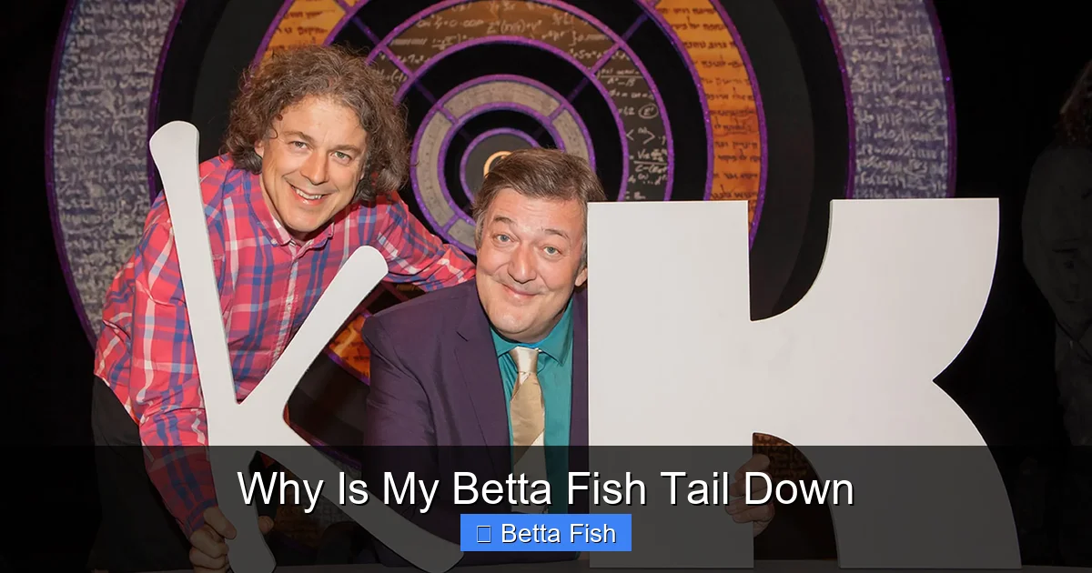 Why Is My Betta Fish Tail Down