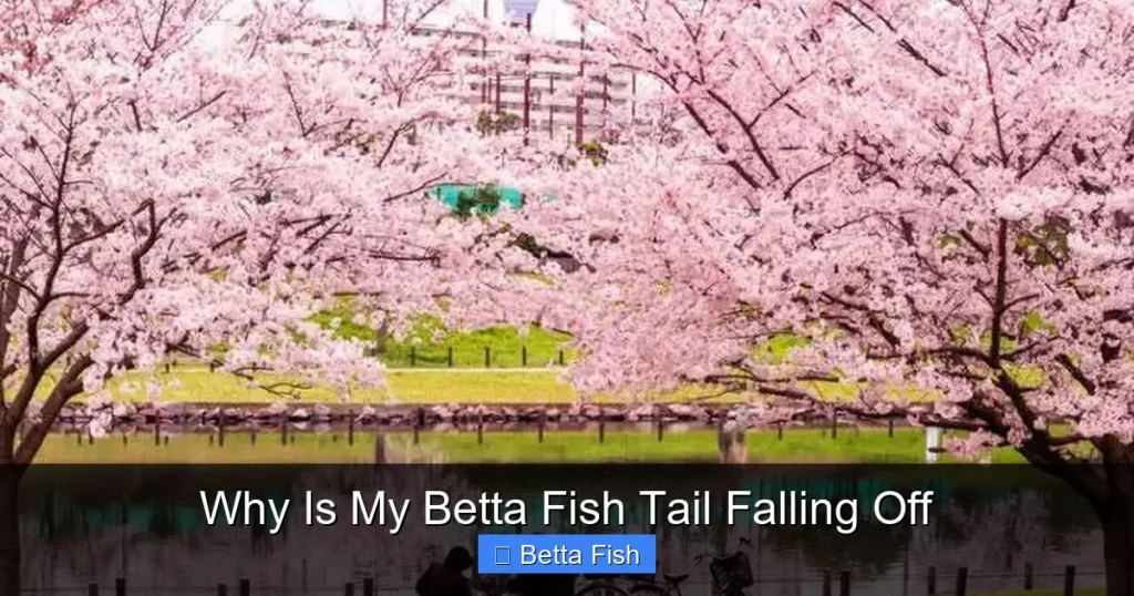 Why Is My Betta Fish Tail Falling Off