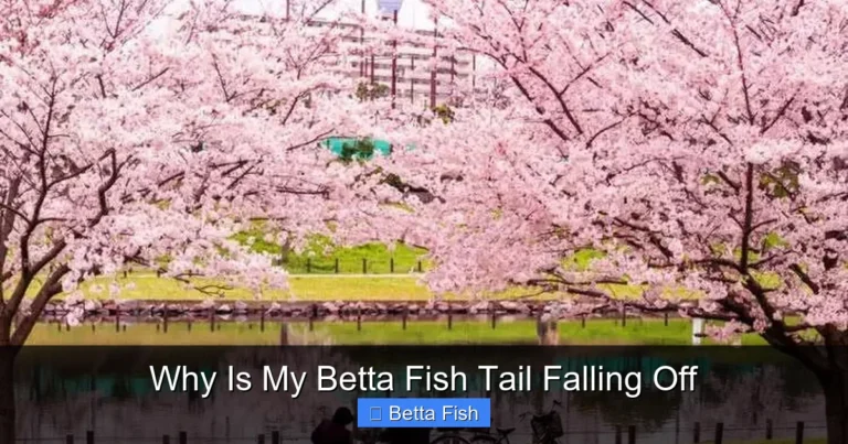 Why Is My Betta Fish Tail Falling Off