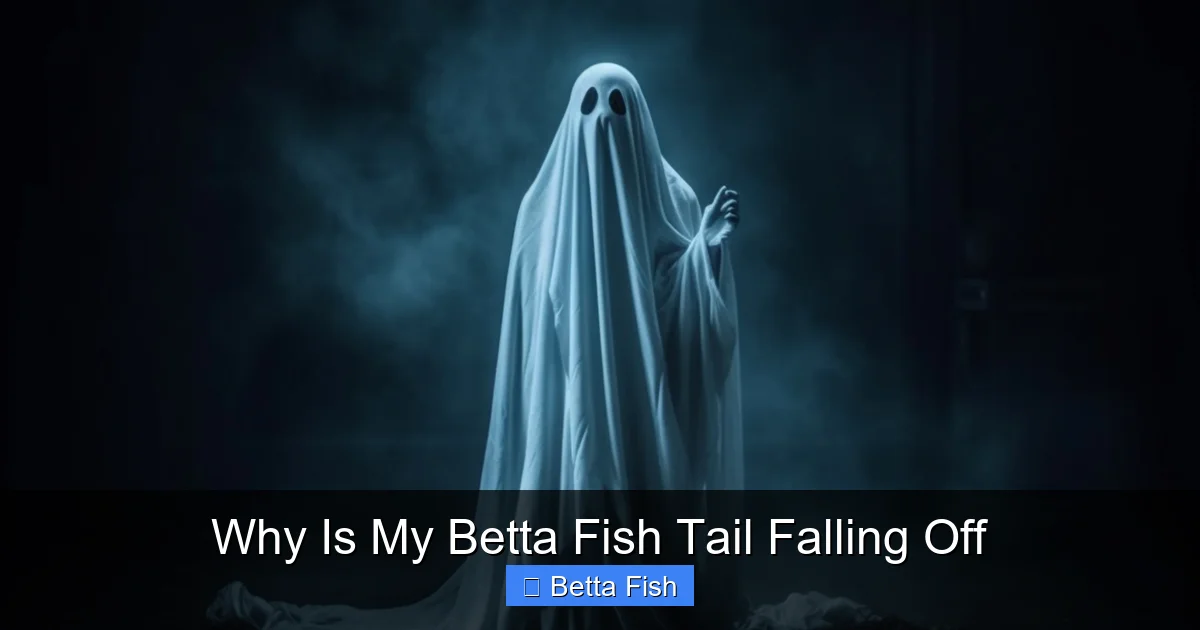 Why Is My Betta Fish Tail Falling Off