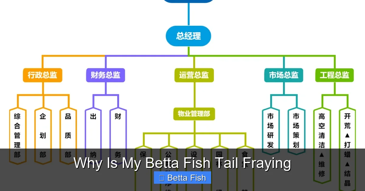 Why Is My Betta Fish Tail Fraying