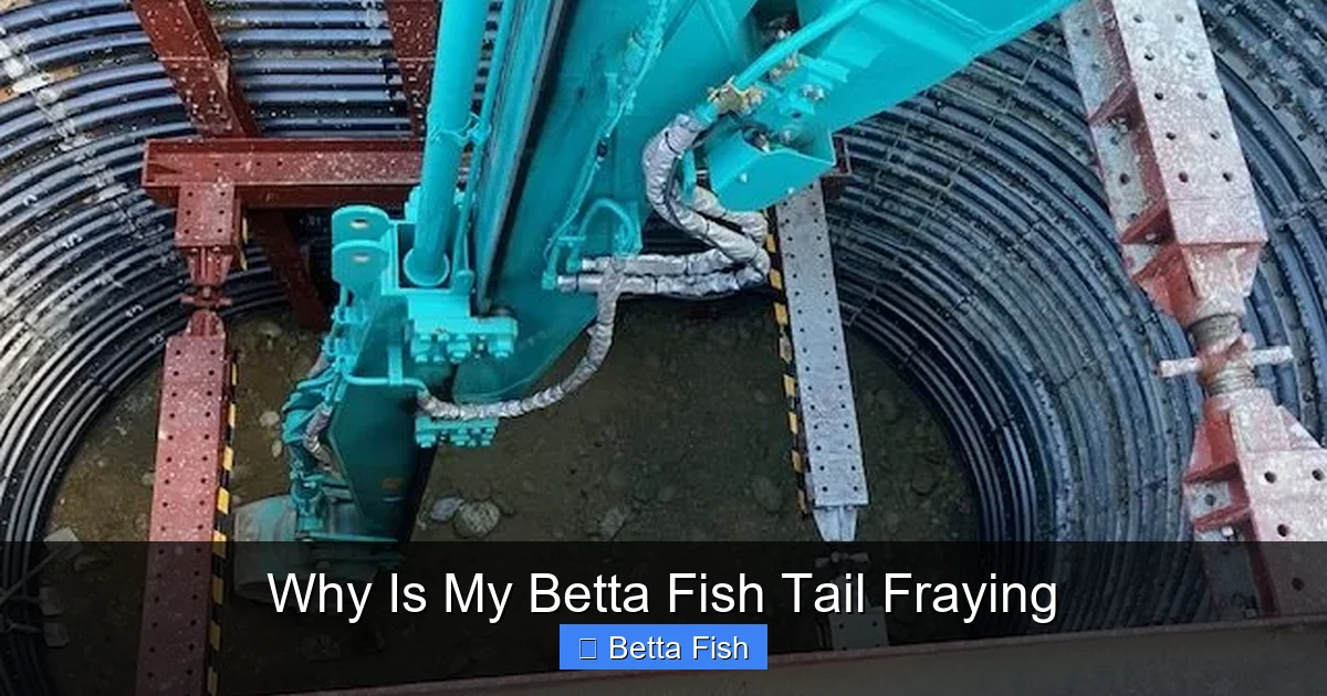 Why Is My Betta Fish Tail Fraying