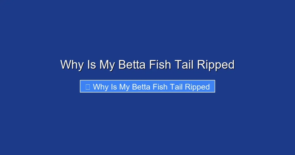 Why Is My Betta Fish Tail Ripped