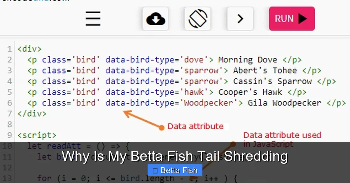 Why Is My Betta Fish Tail Shredding