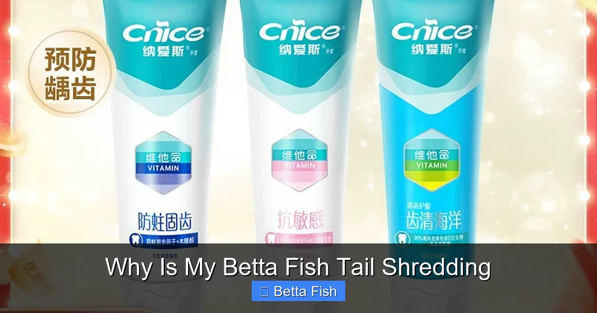 Why Is My Betta Fish Tail Shredding