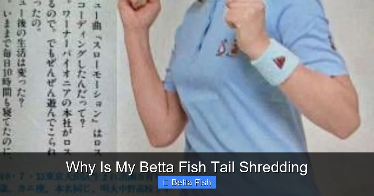 Why Is My Betta Fish Tail Shredding