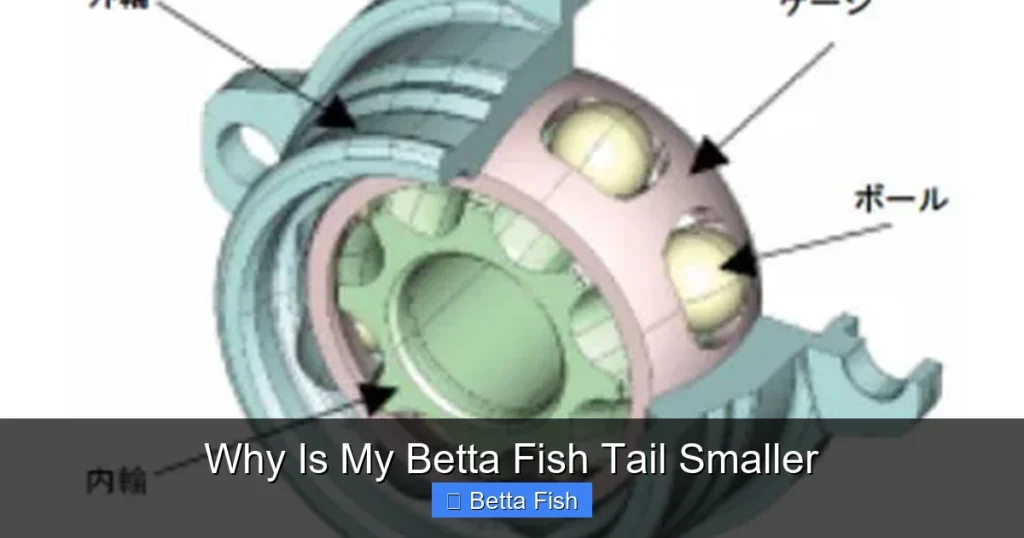 Why Is My Betta Fish Tail Smaller