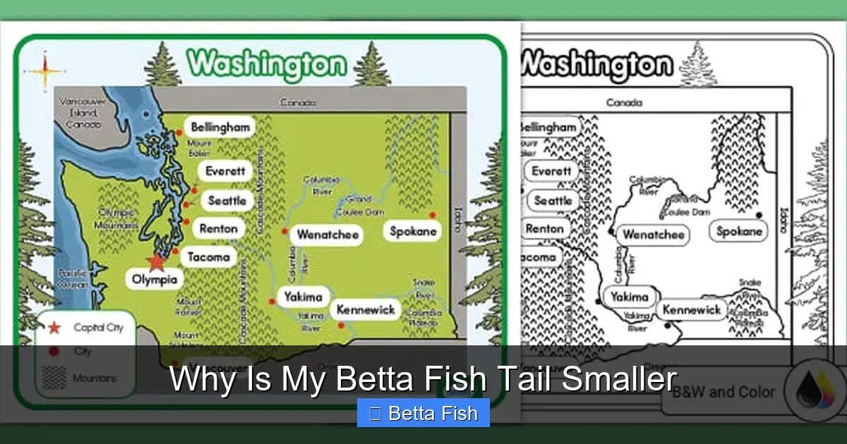 Why Is My Betta Fish Tail Smaller