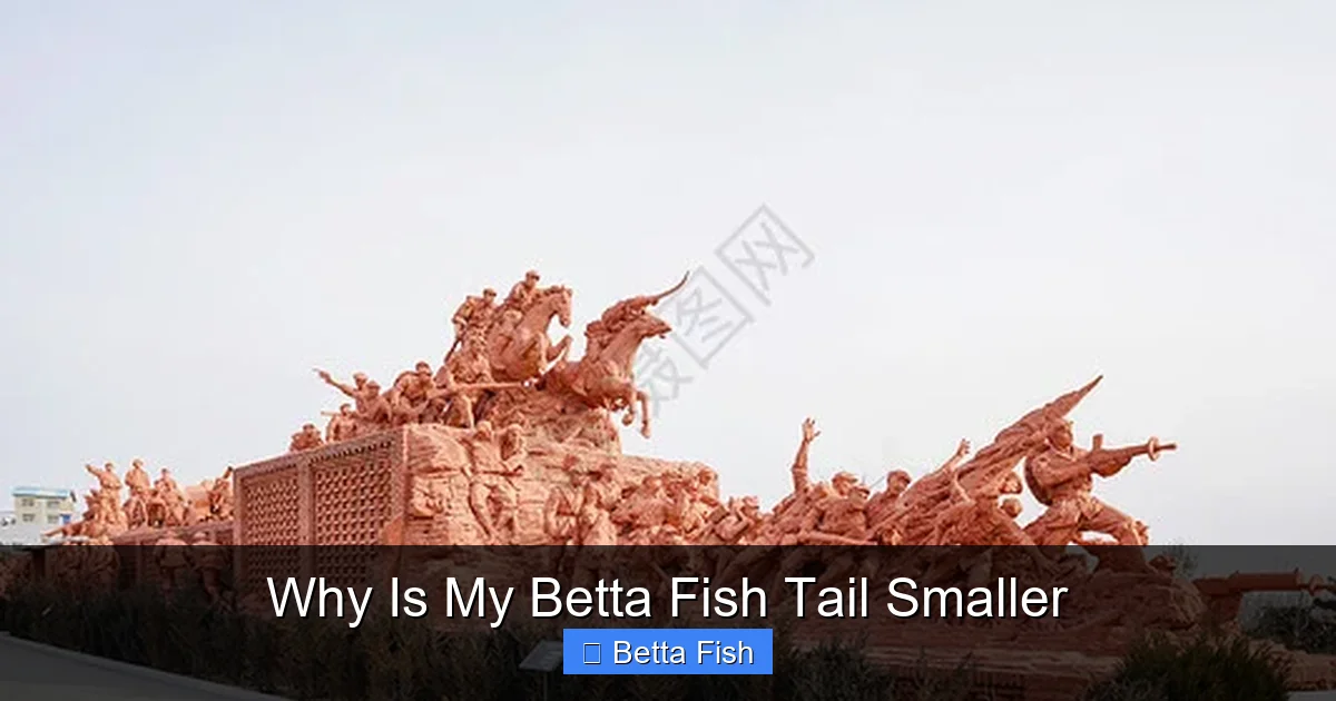 Why Is My Betta Fish Tail Smaller