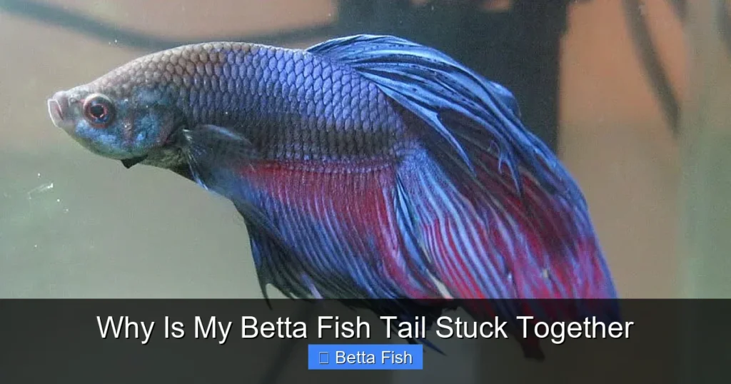Why Is My Betta Fish Tail Stuck Together