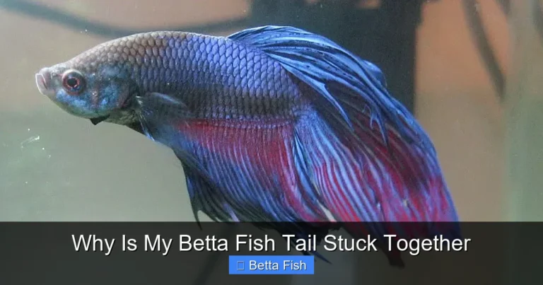 Why Is My Betta Fish Tail Stuck Together