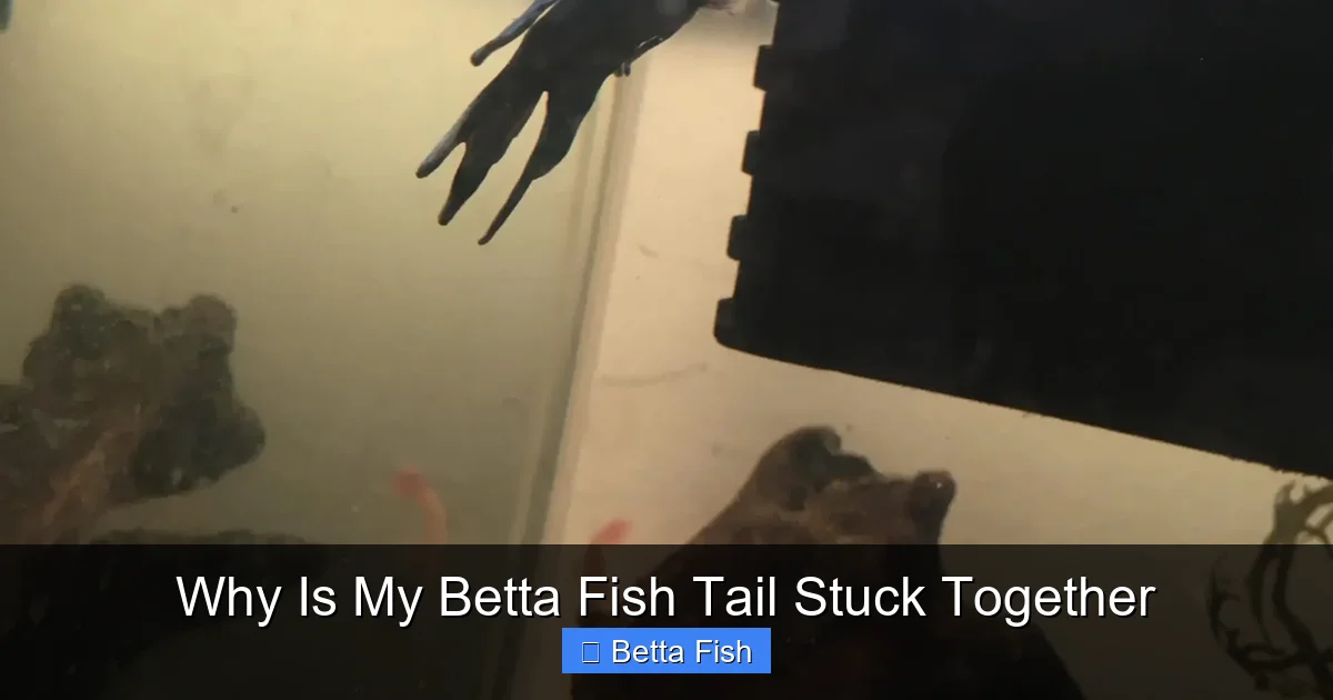 Why Is My Betta Fish Tail Stuck Together