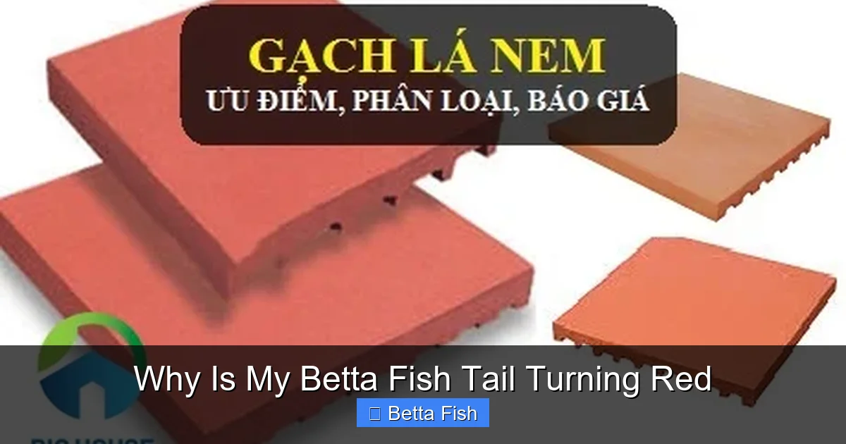 Why Is My Betta Fish Tail Turning Red